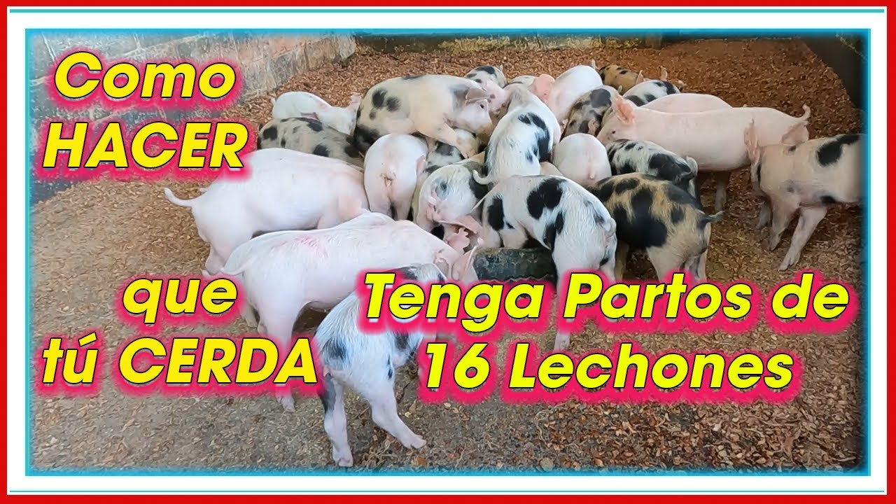 Como hacer que tu cerda para 16 LECHONES ǀ Ing. Jannin Hernández Blandón MSc