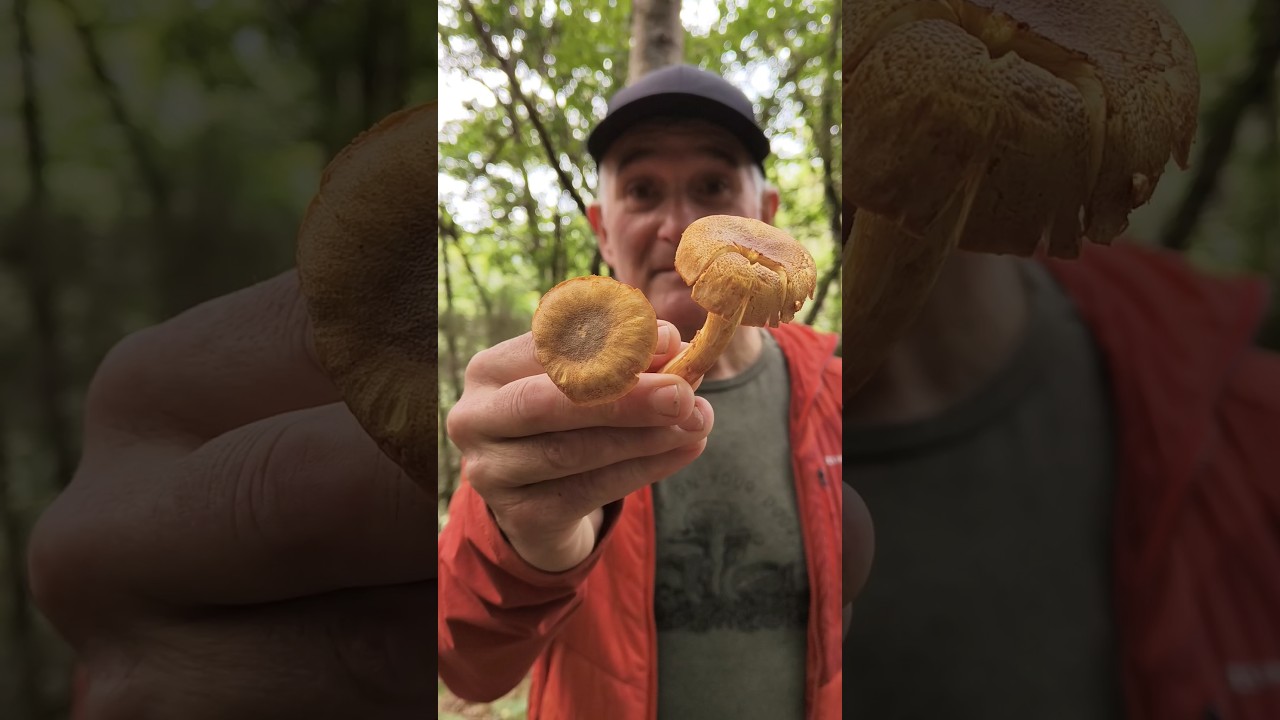 Cantharellus amethysteus #micologia #naturaleza #mushroom #hongos #cogomelos #fungi #setas