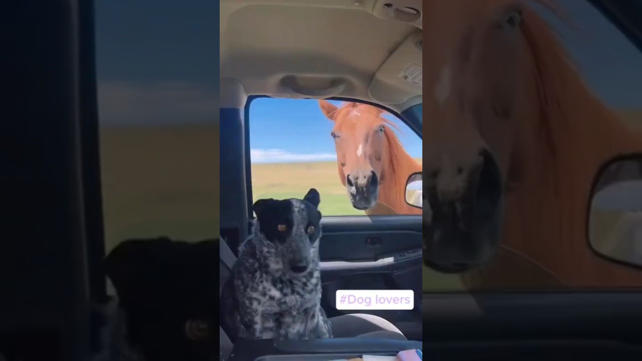 When you had a Coward Dog #doglovers #dog #animallovers #pet