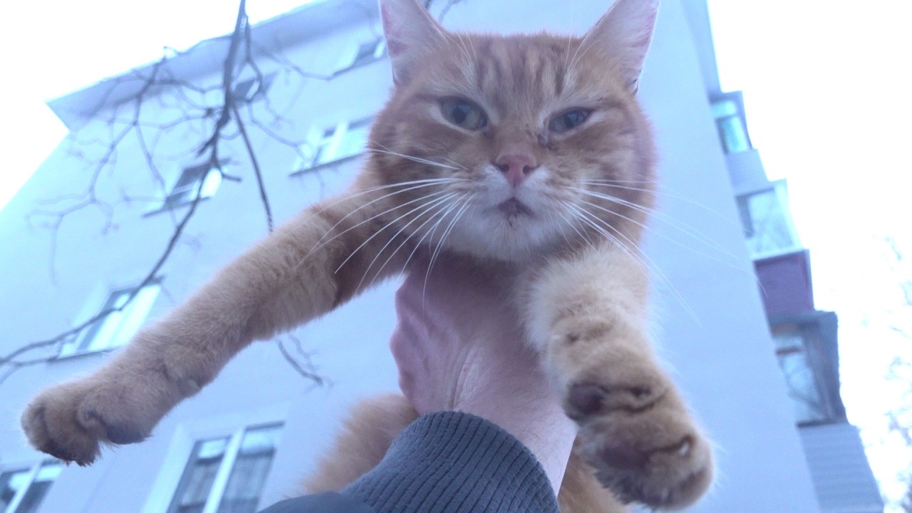 Friendly ginger cat so cute in the snow and other cats