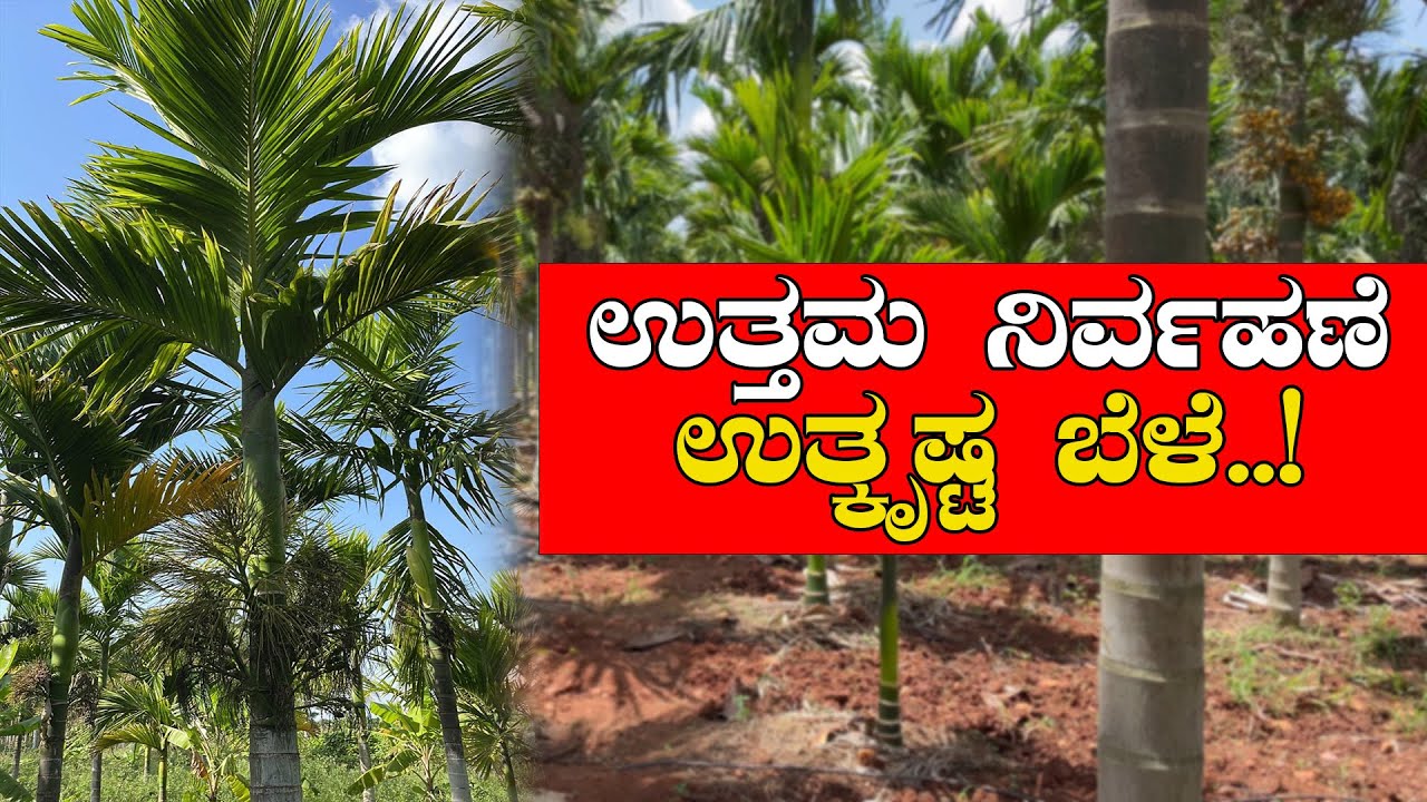 ಅಡಿಕೆಯ ತೋಟದ ನಿರ್ವಹಣೆಗೆ ಸುಲಭ ದಾರಿಗಳು |