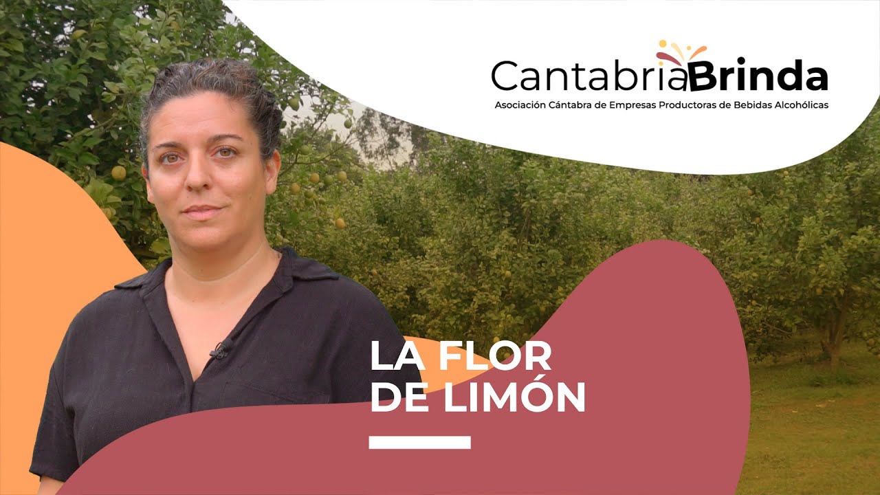 Cantabria Brinda La Flor De Limon