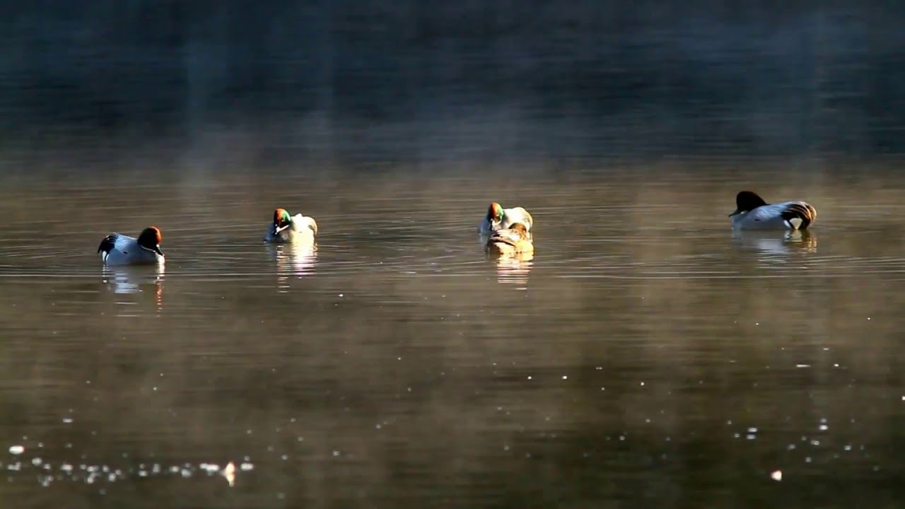 Falcated ducks courtship behavior (Anas falcata) fullHD