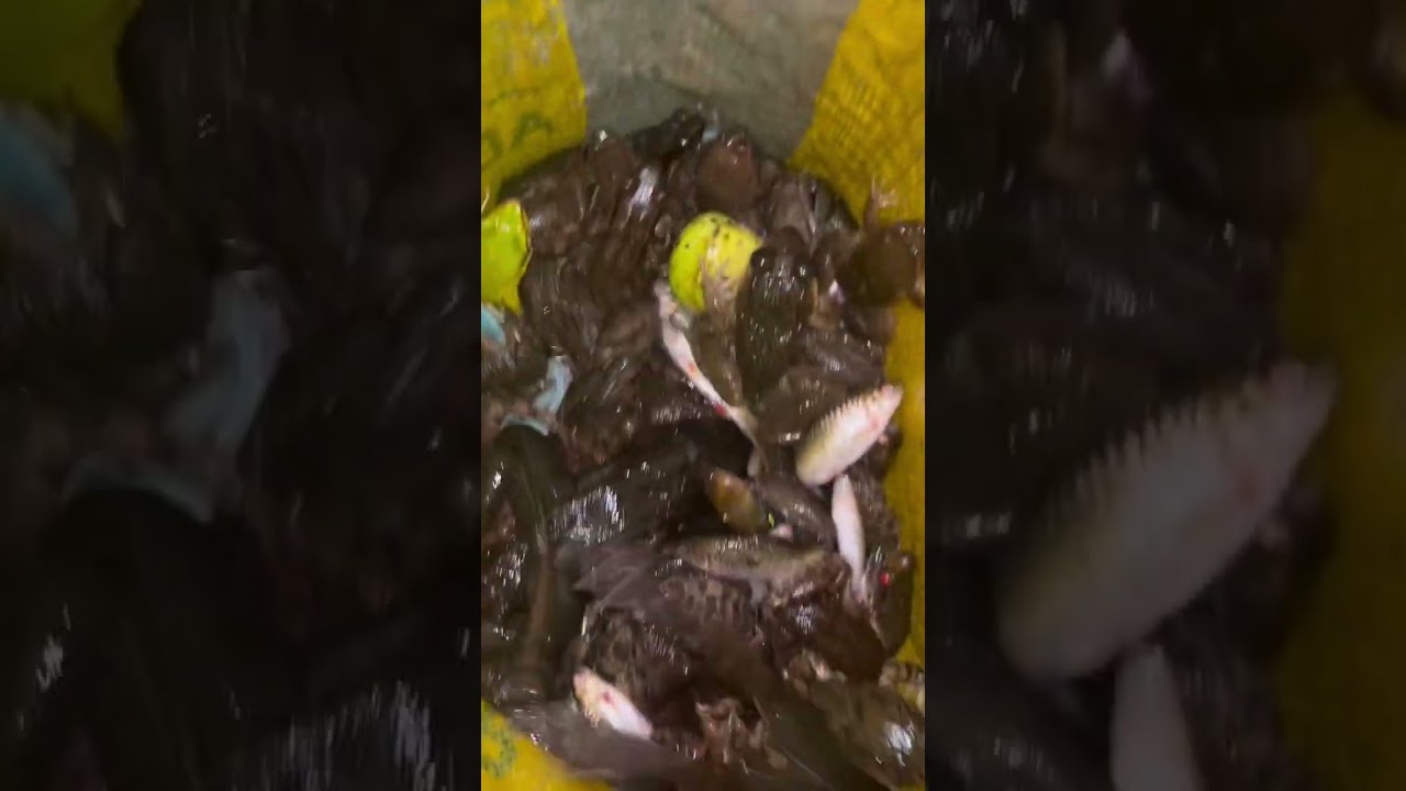 Ito yung huli ko kagabi mga idol nasa 5kilos siguro ito 