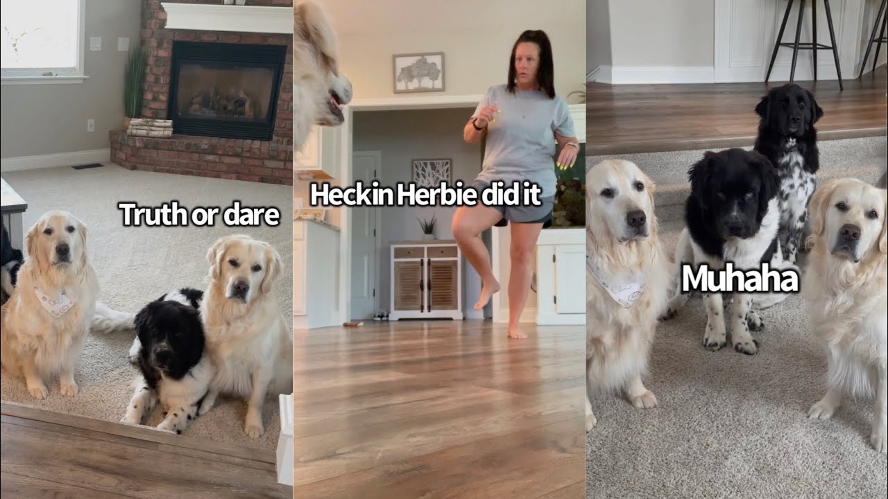 Dogs Play Truth Or Dare