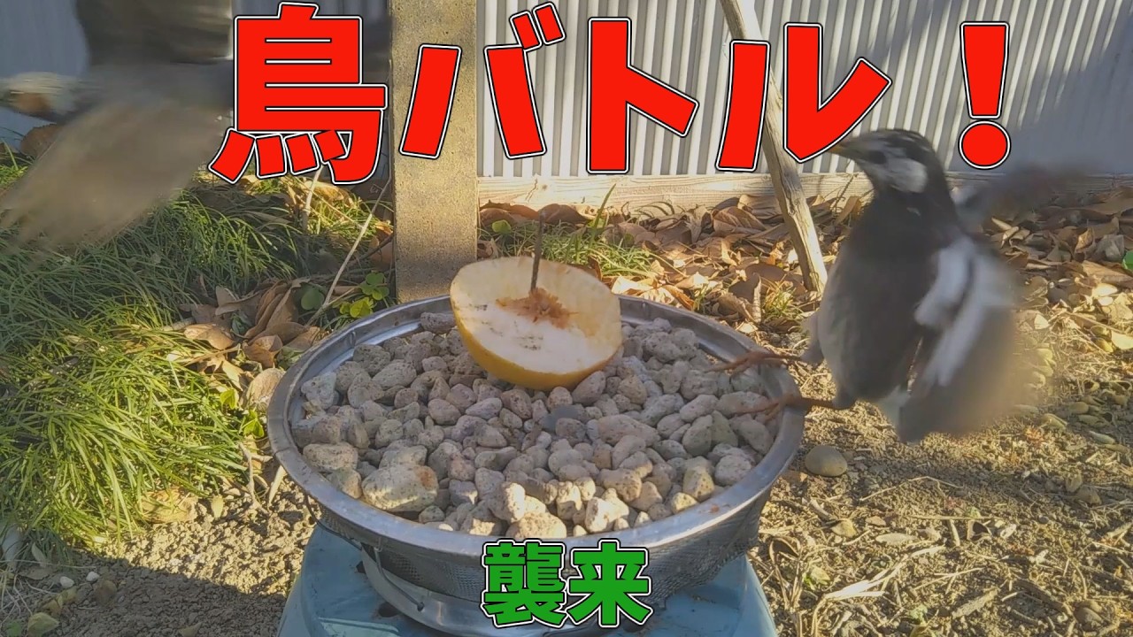 [鳥の餌代]　リンゴ食べるムクドリ　野鳥の観察日記 [バードフィーダー]