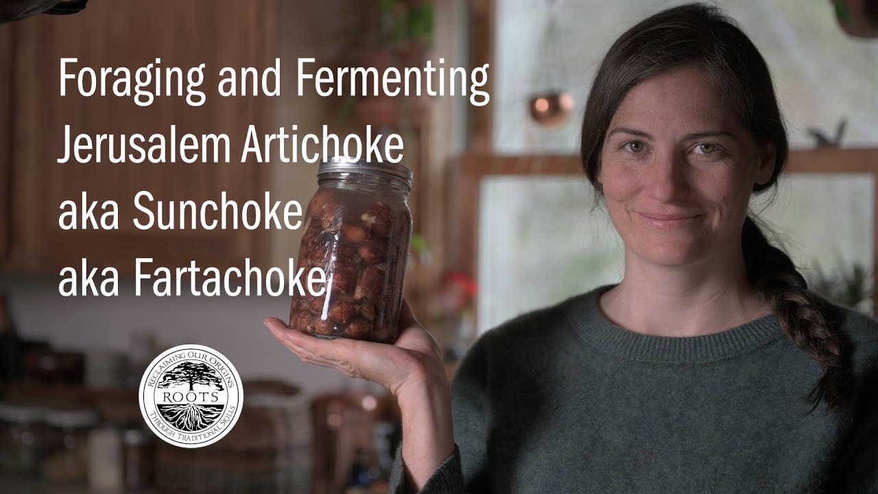 Сбор и ферментация топинамбура, он же Sunchoke (он же Fartachoke)