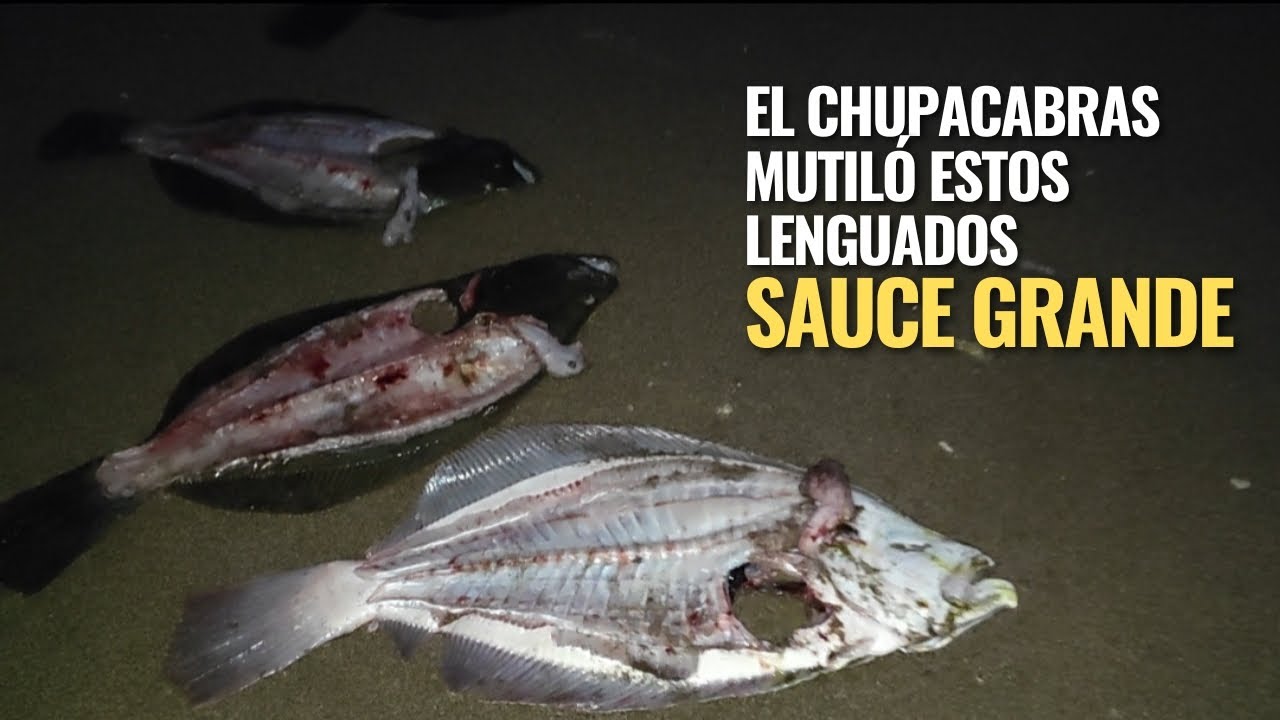 (1/2) MONTE HERMOSO - DESEMBOCADURA DEL SAUCE GRANDE . EL MEJOR VIDEO DE NO PESCA QUE VAS A VER