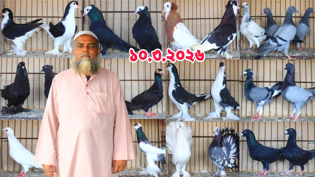 ঈদ উপলক্ষে বিশেষ মূল্য সার । ডিম বাচ্চা সহ কবুতর কিনুন।