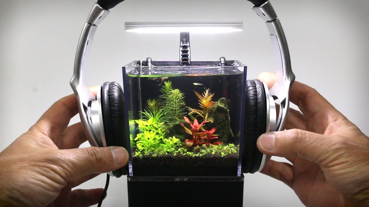 The World's Smallest Plant Aquarium #3 (5 Week Update)