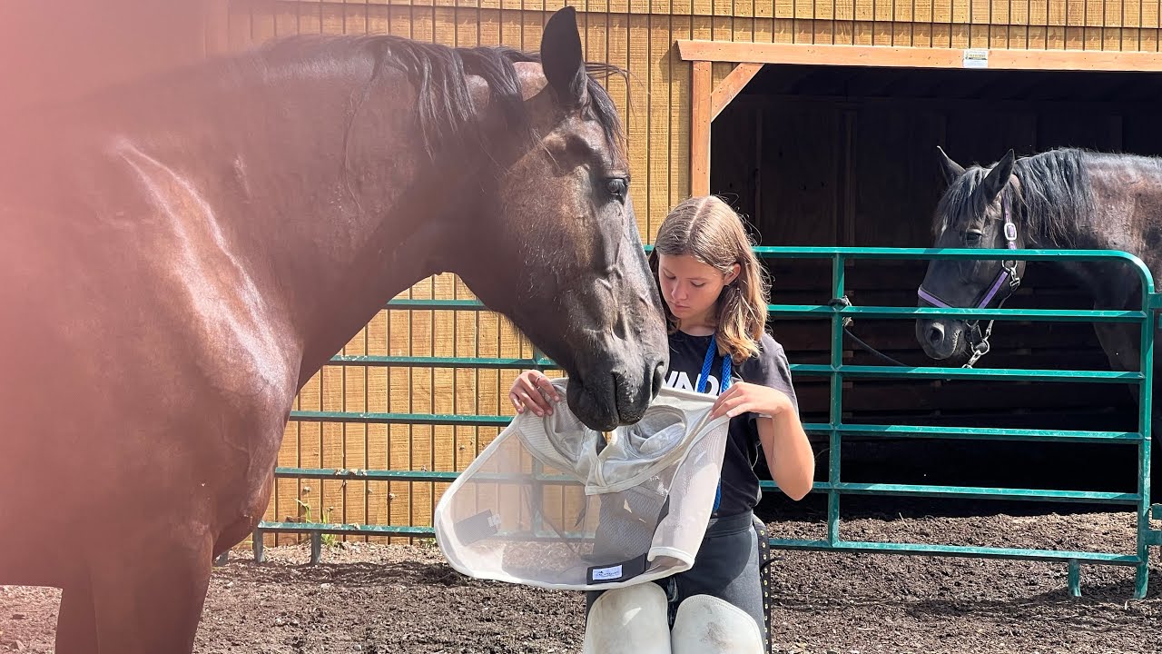 Training session with Mary & Daisy my Percheron Draft Horses!