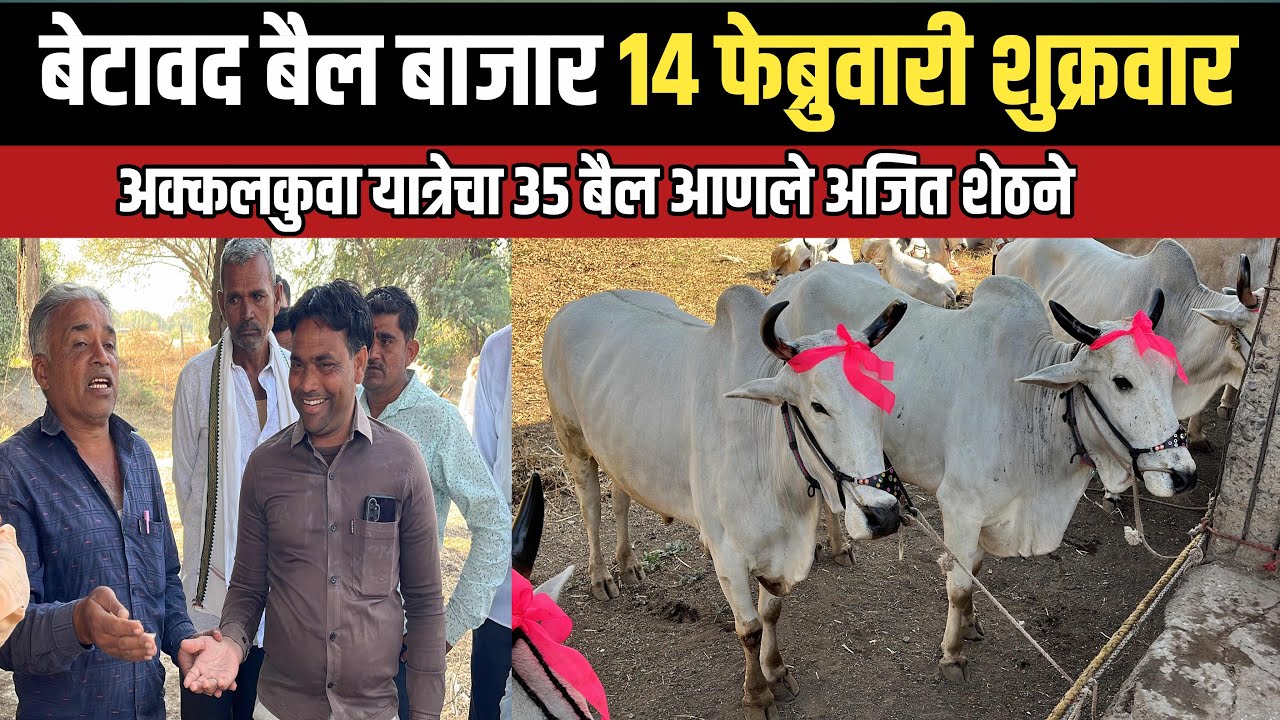 अक्कलकुवा यात्रेचा 35 बैल आलेत अजित शेठ यांचा दावणीला  | बेटावद बैल बाजार 14 फेब्रुवारी शुक्रवार
