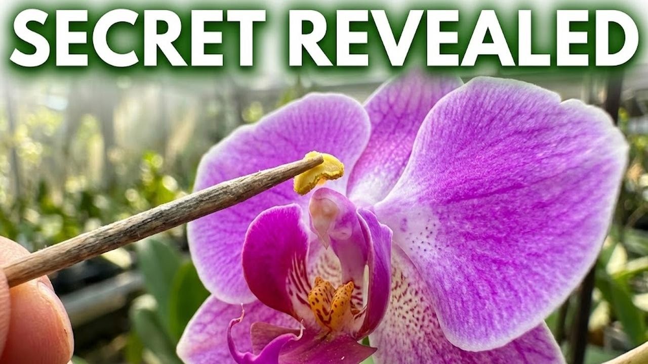 Orchid Breeding: The Hidden Process