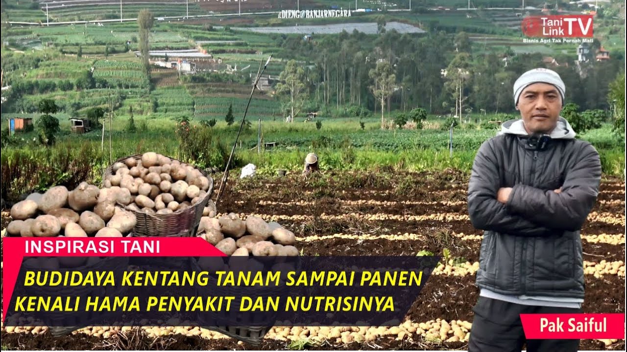 Budidaya Kentang Dieng, Lahan 500 Meter Hasilkan Panen 3 Ton