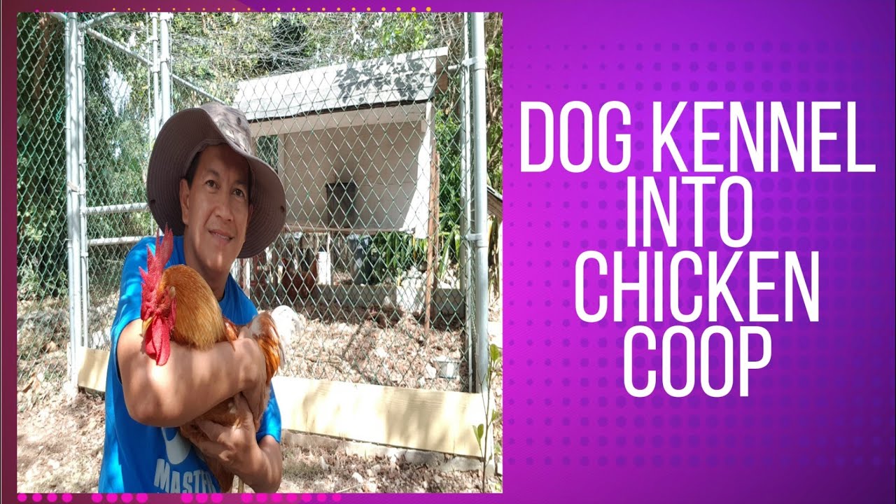 CONVERTED DOG KENNEL INTO CHICKEN COOP / DOG KENNEL INTO CHICKEN COOP