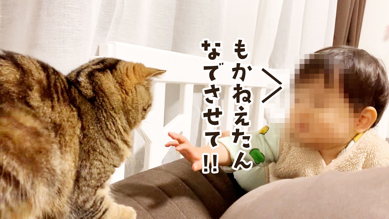 ベビ君をそっと見守る姉猫もか...伸びる小さな手にドキドキ #801【生後2年と175日目 スコティッシュフォールド】