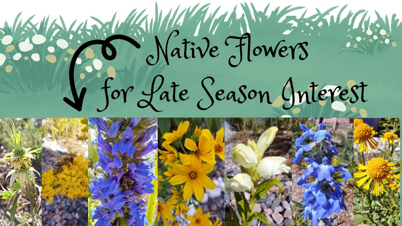 Native Flowers for Late Season Interest (Soft Spoken Show & Tell)