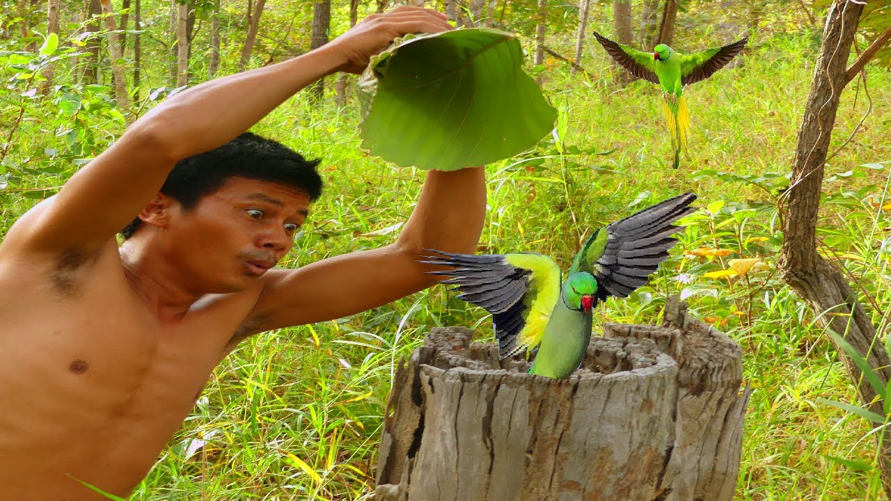 Man catches wild parrot in a tree