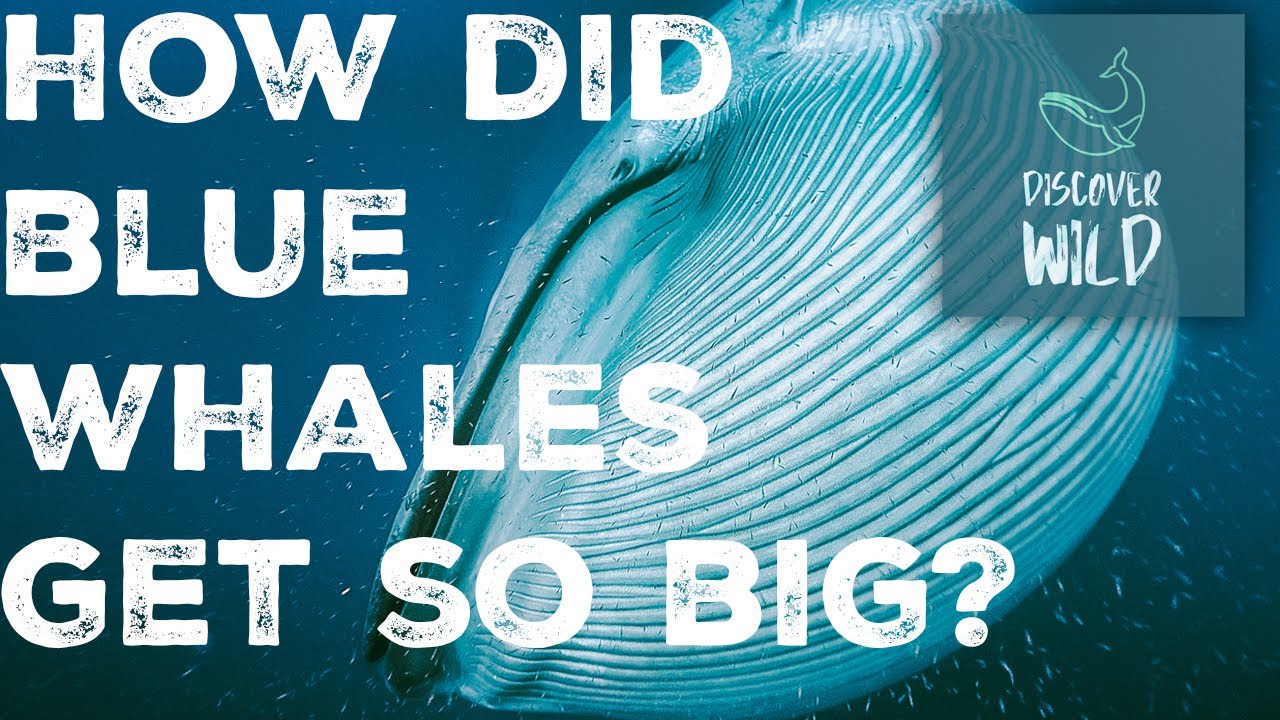 How did Blue Whales get so big? | Giant Animals | Wildlife Facts