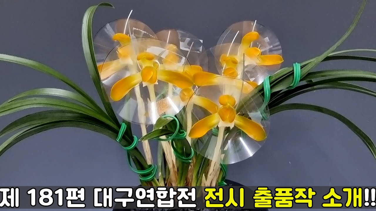 제 49회 화소정 대구난연합전 전시출품작 소개