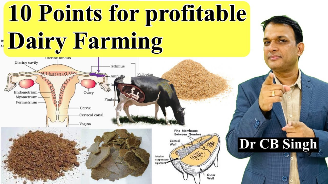 10 Tips for profitable dairy farming in India | Dairy Farm | Dr CB Singh | Dairy Ustaad