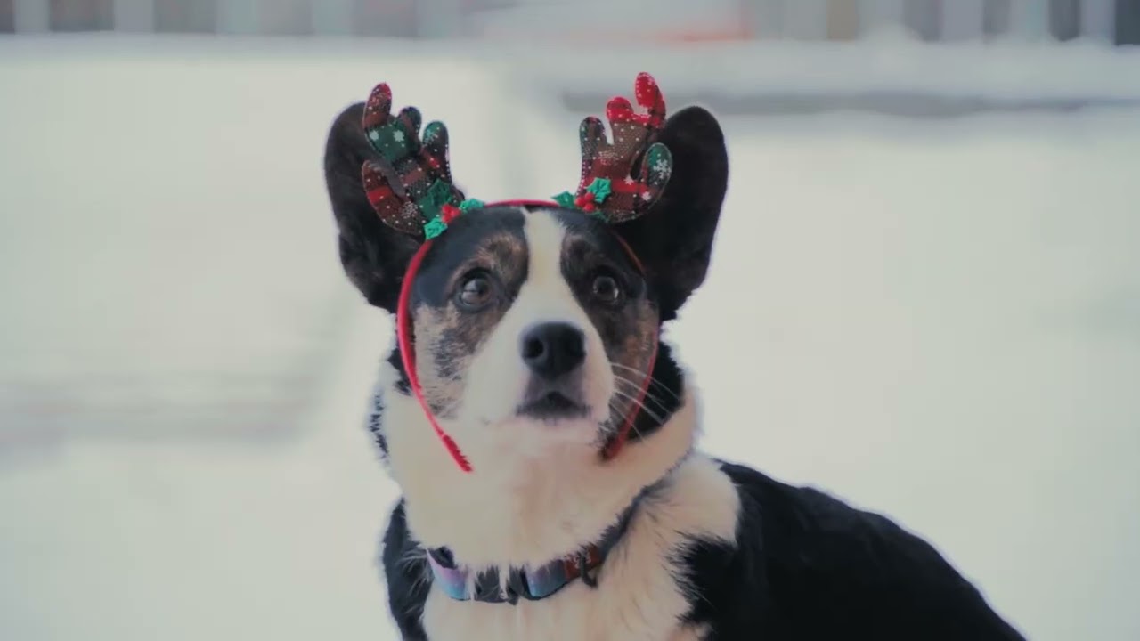 Welsh Corgi Cardigan - tricks