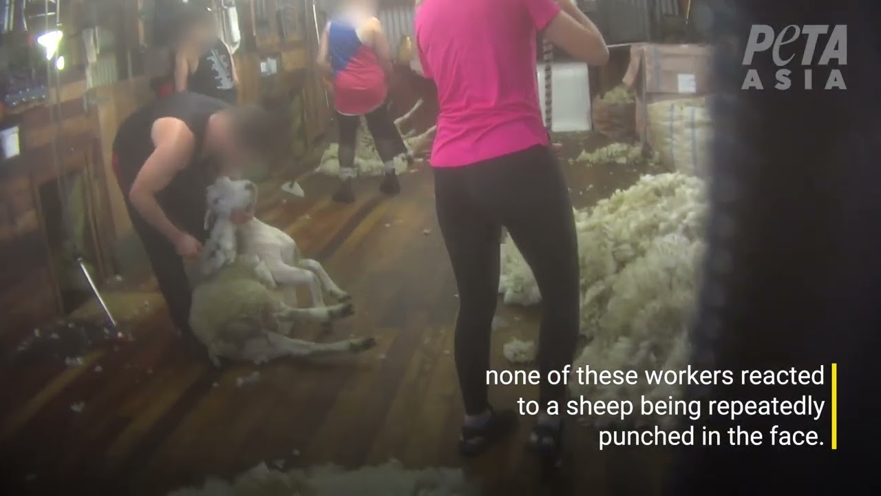 The Shear Horror of New Zealand Wool Farms