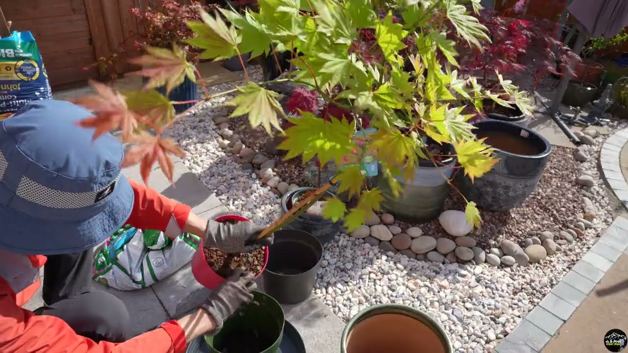 [4K] 為高身的月出日本楓換盆 Repotting Japanese Maple Moonrise on Stem 幹についたカエデ「ムーンライズ」の植え替え