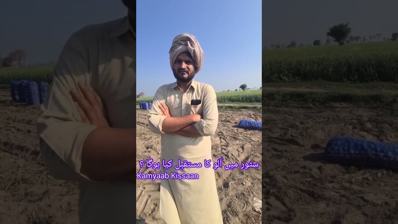 سٹور میں آلو کتنے میں فروخت ہو سکتا ہے