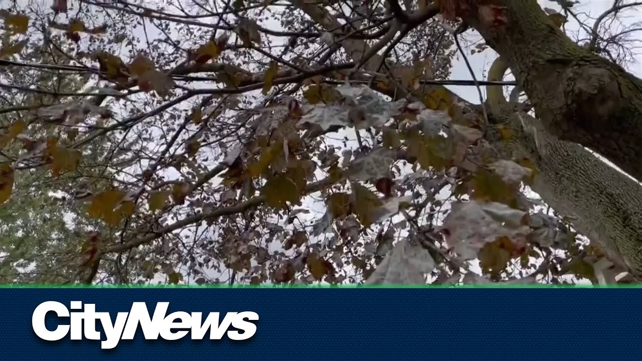 Powdery mildew fungus seen on Toronto maple trees