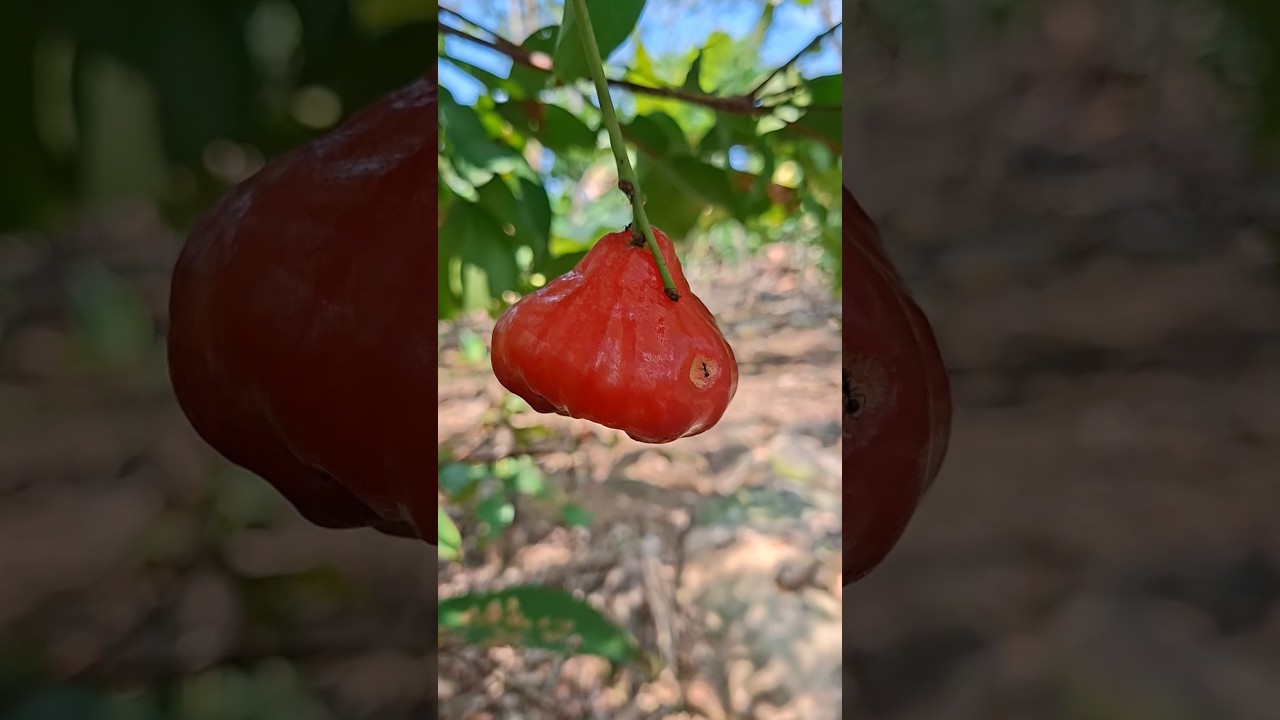 Ternyata Jambu Air Ini Manis Banget, Segarnya Bikin Ketagihan! 😋🍈