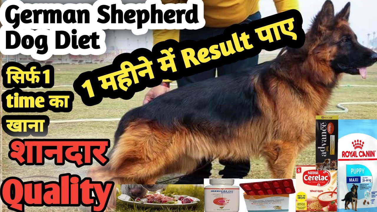 german sheferd dog diet || 1 महीने में result पाए 😱 || diet german sheferd || gsd diet supplements