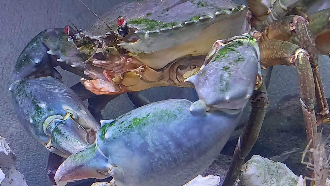 巨大怪力カニの捕食シーン🦀