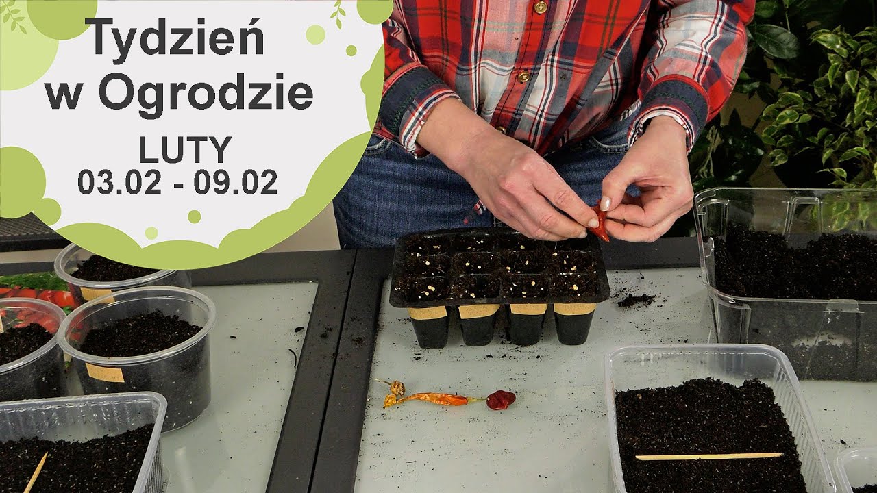 Luty w ogrodzie. Kalendarz ogrodnika na 03.02 - 09.02. Prace ogrodnicze w lutym