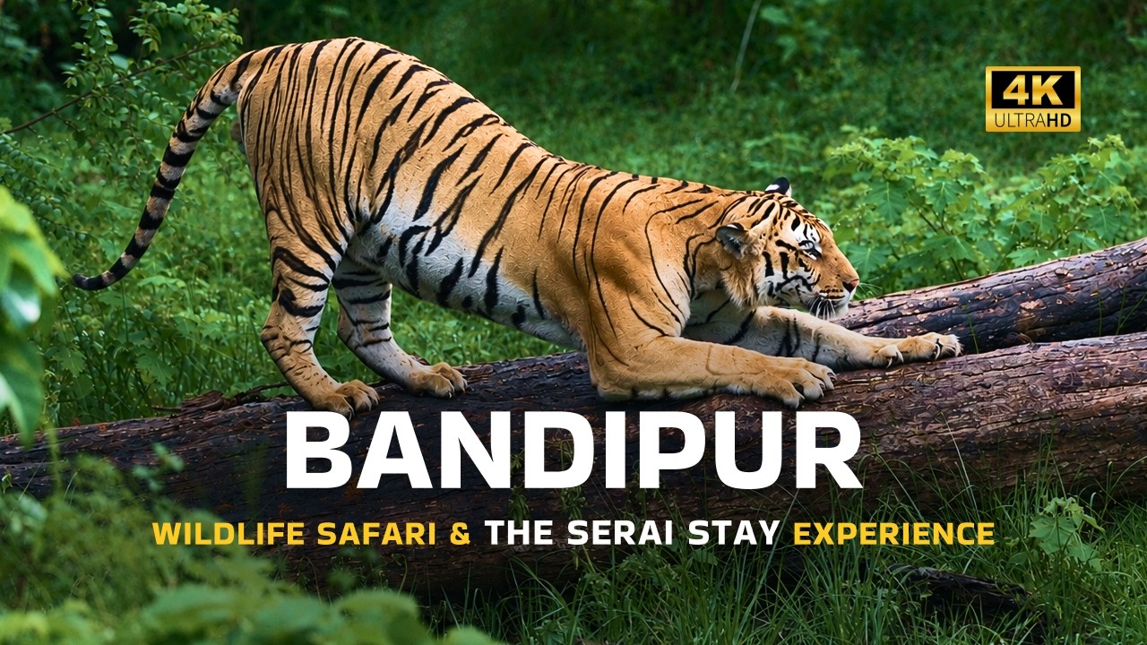 Bandipur Wildlife Safari | The Serai Bandipur Luxury Stay #bandipur #bandipursafari #seraibandipur