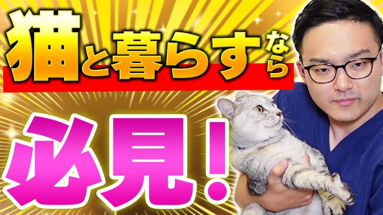 【守って！！】猫を飼う最低条件を獣医が5つ紹介！！！
