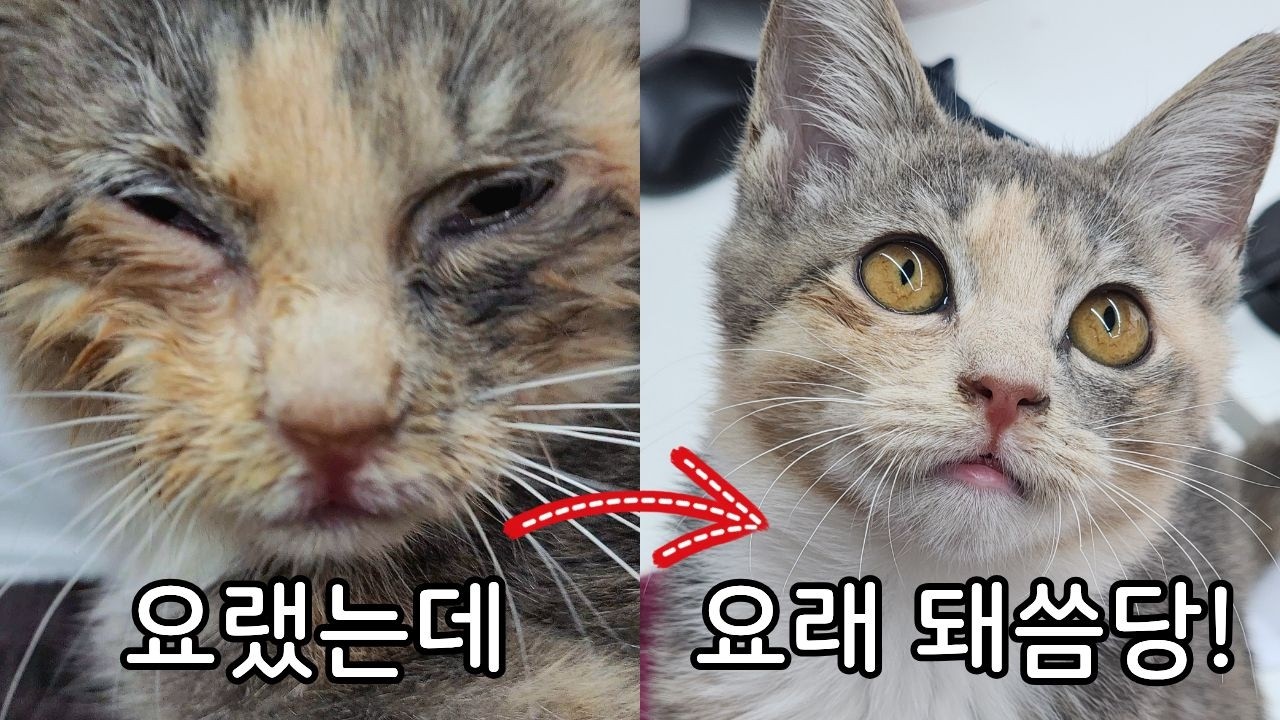 명절 특집! 마리 이야기 몰아보기!
