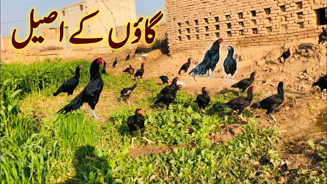 Village Aseel Murga Farming techniques | Aseel Vlog 