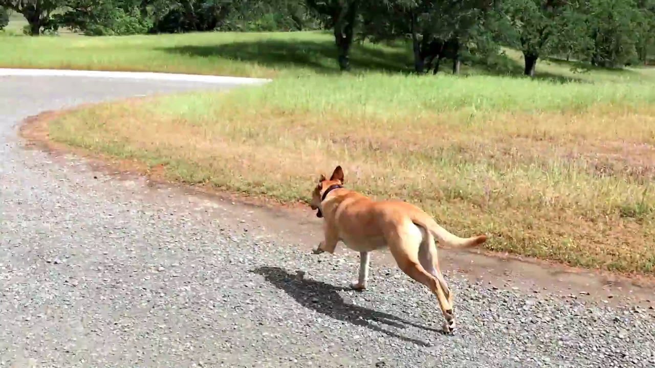 Carolina Dog / American Dingo - exploring the land