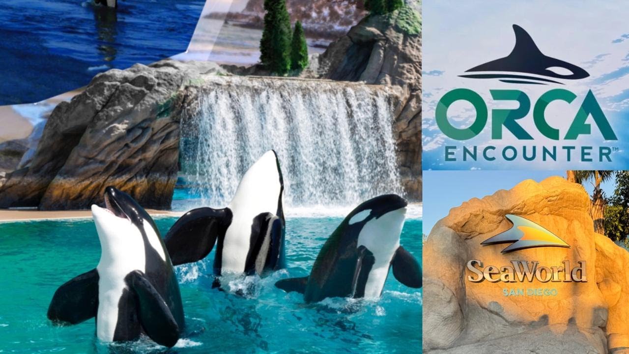 Orca Encounter @ SeaWorld San Diego #seaworld #orca