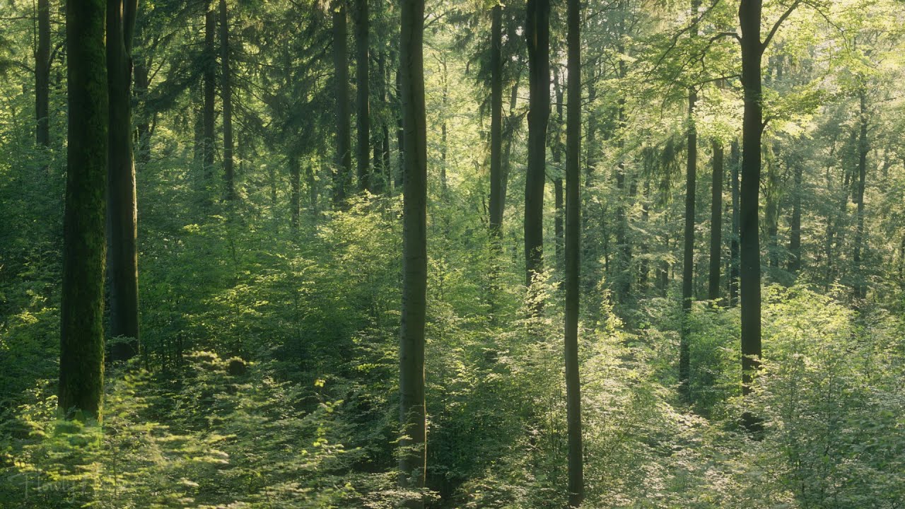 🌳 4K - Relaxing Nature Sounds For Stress Relief, Forest Sounds, Bird Song, No AI