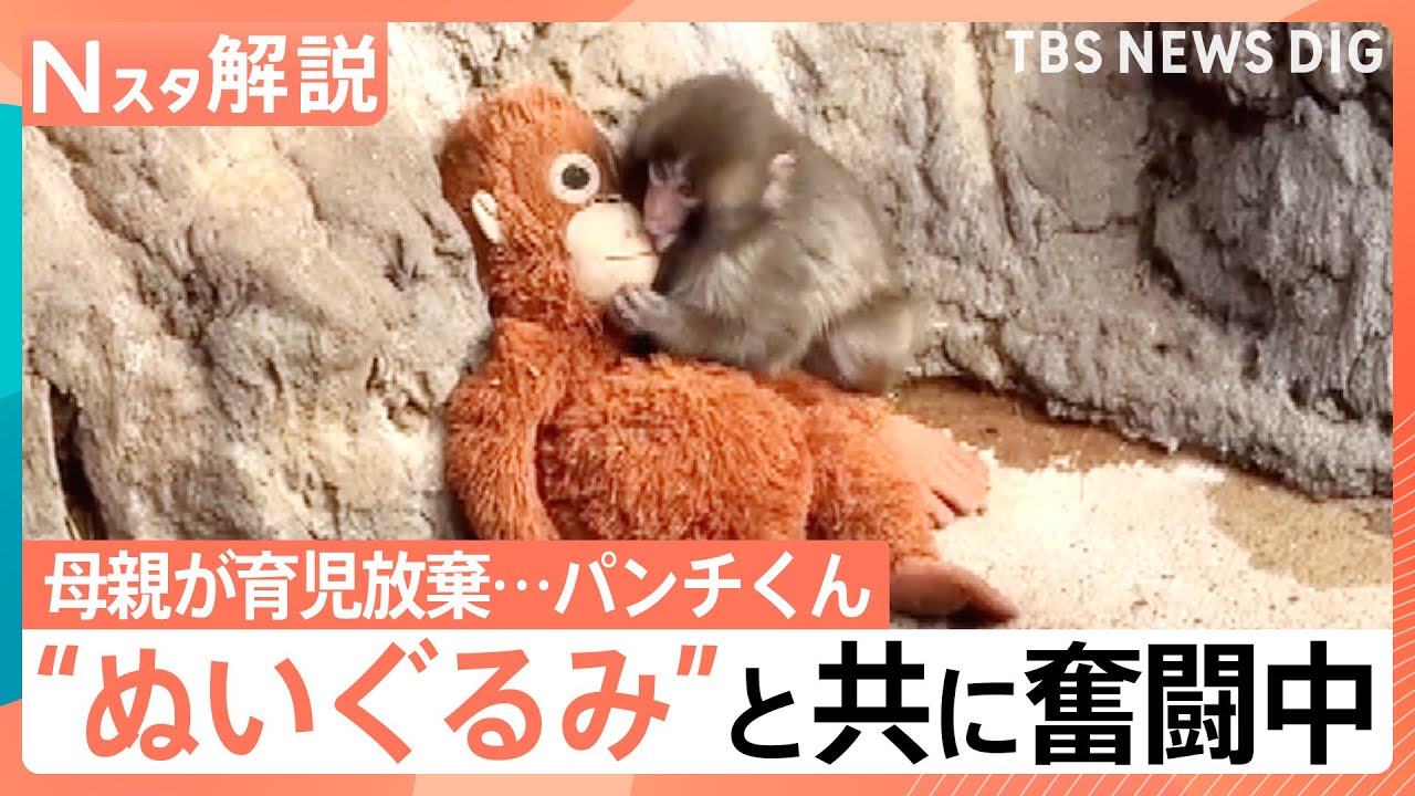 がんばれ！子ザルの「パンチくん」 ぬいぐるみの“お母ちゃん”抱きしめ群れの中で奮闘中【Nスタ解説】｜TBS NEWS DIG