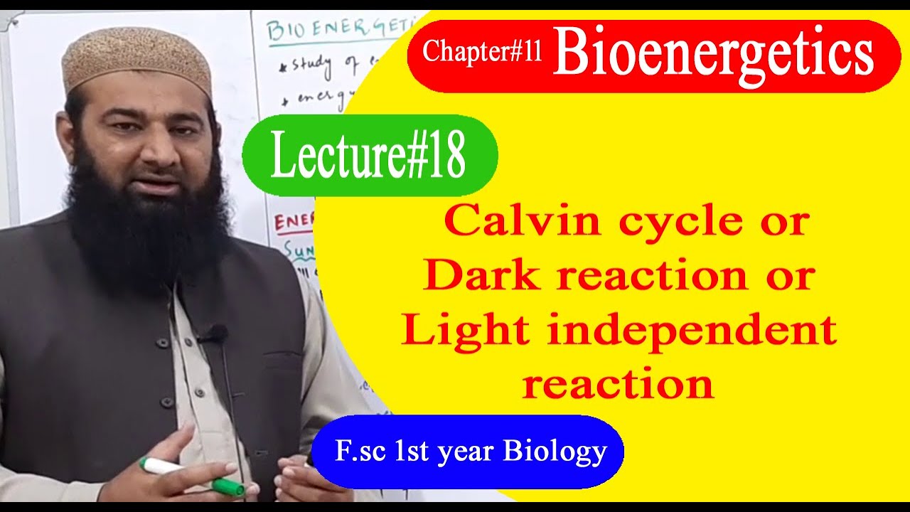 Biology Ch#11-Lecture#18 Calvin cycle or dark reaction  (F.Sc 1st Year)