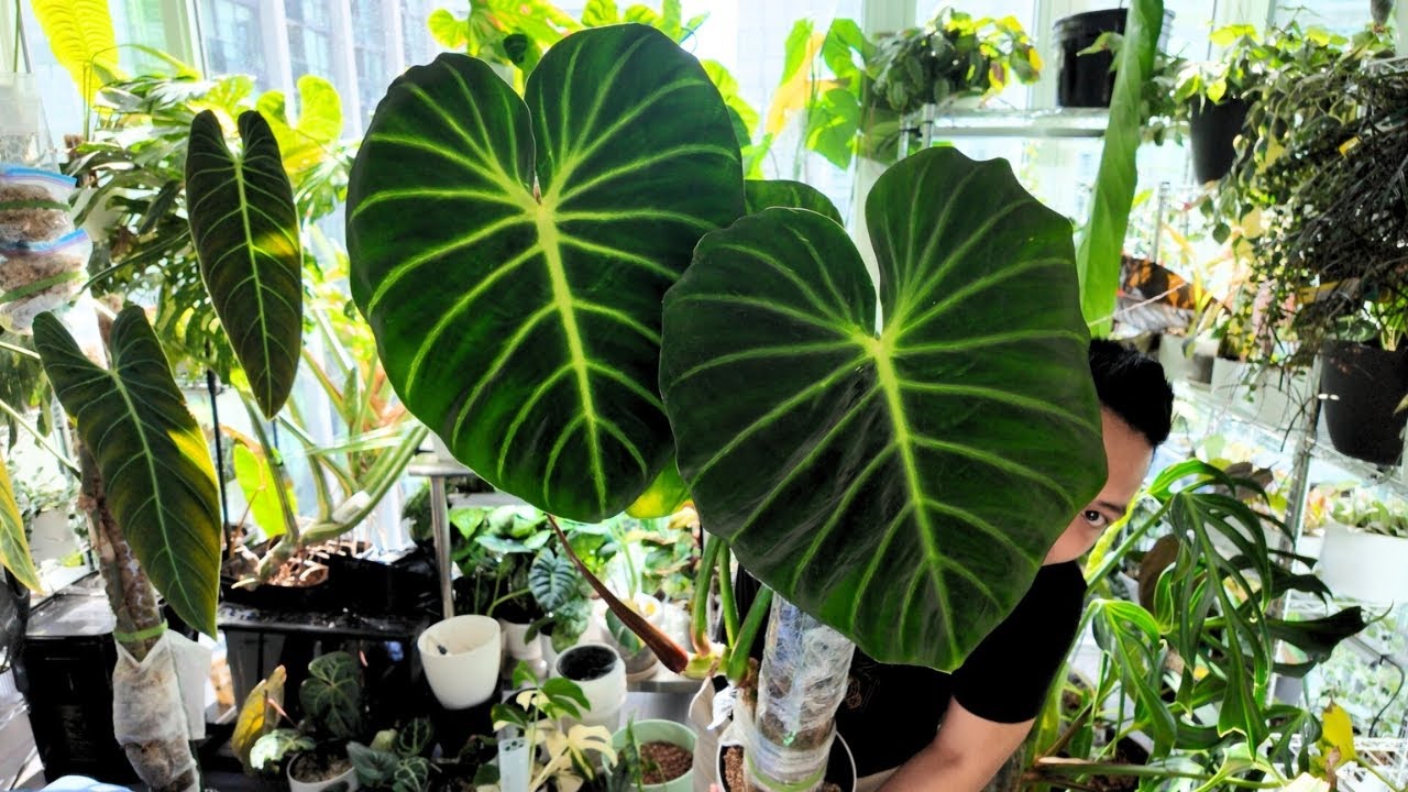 look at these plants!!! 😮 my favourite plants in my plant collection 💚