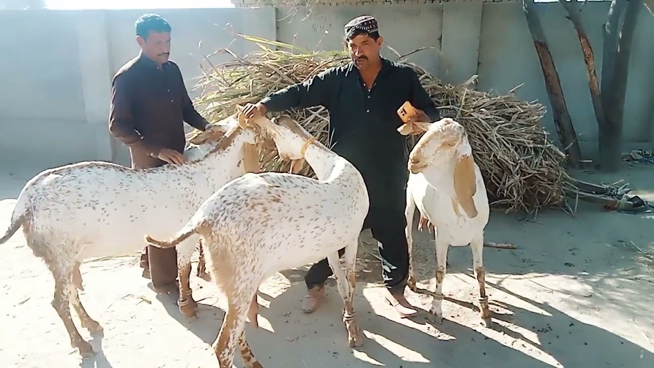 ماشاء اللہ جی بہت خوبصورت شوق چیک کریں رفع تارا بھاولپور والے کا 03211576592
