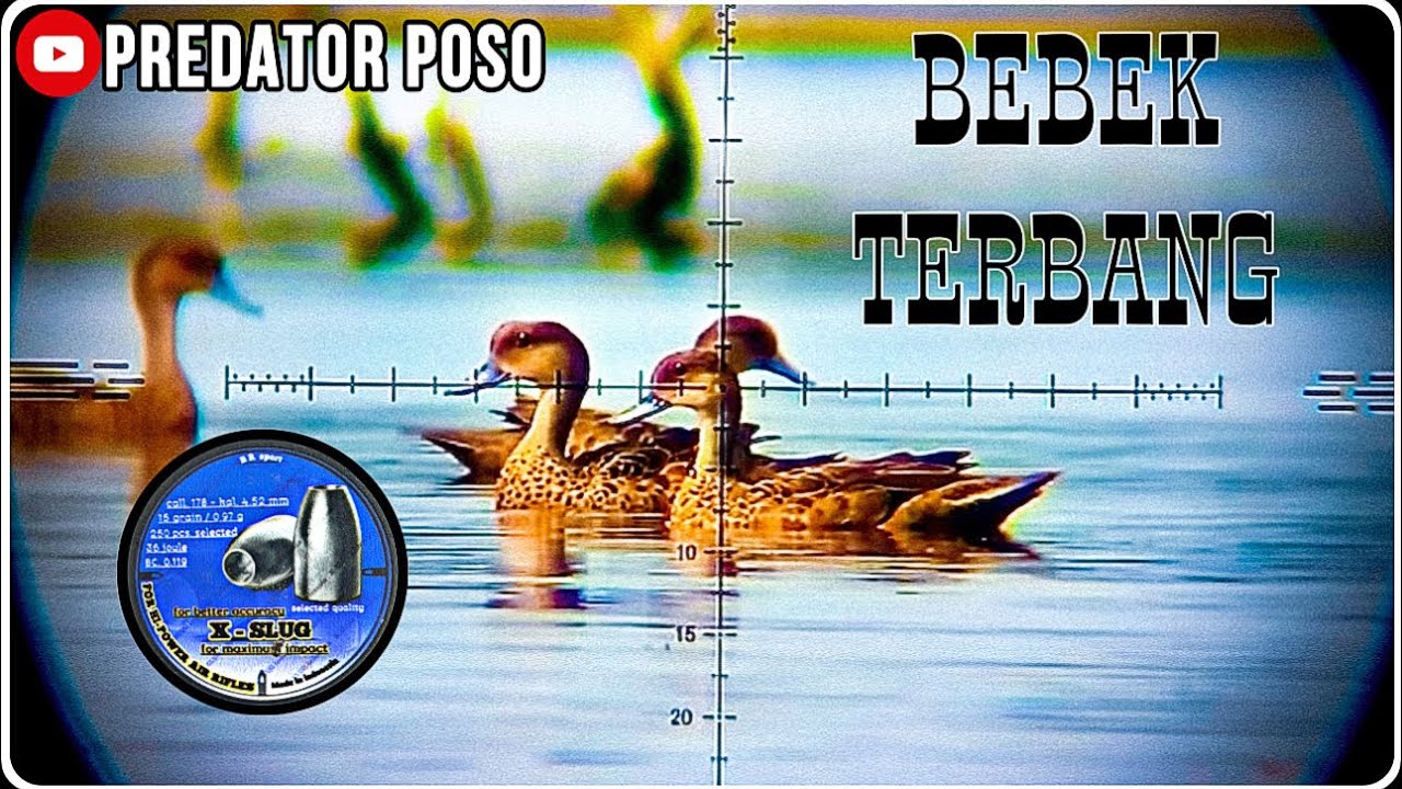 PANEN.! BERBURU BEBEK TERBANG. SENAPAN ANGGIN PCP PREDATOR 500. BURUNG BELIBIS