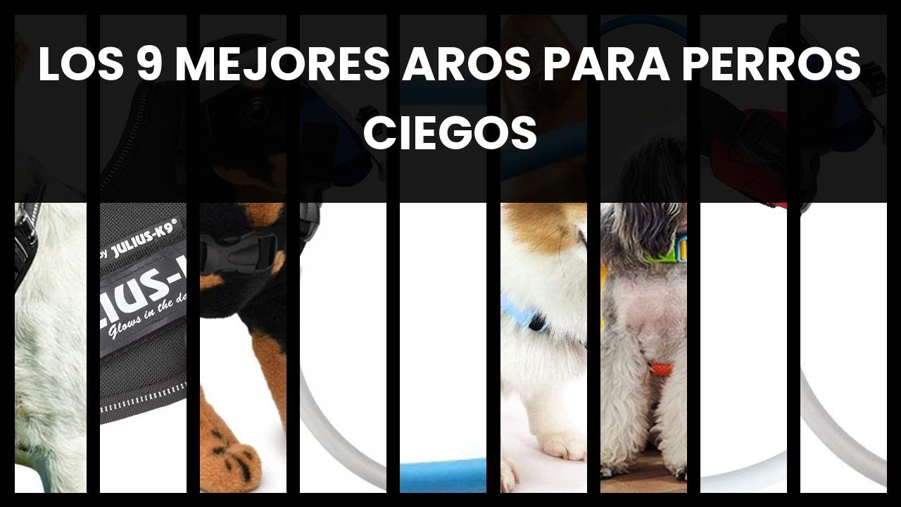 Aro para perros ciegos: Los 9 mejores aros para perros ciegos