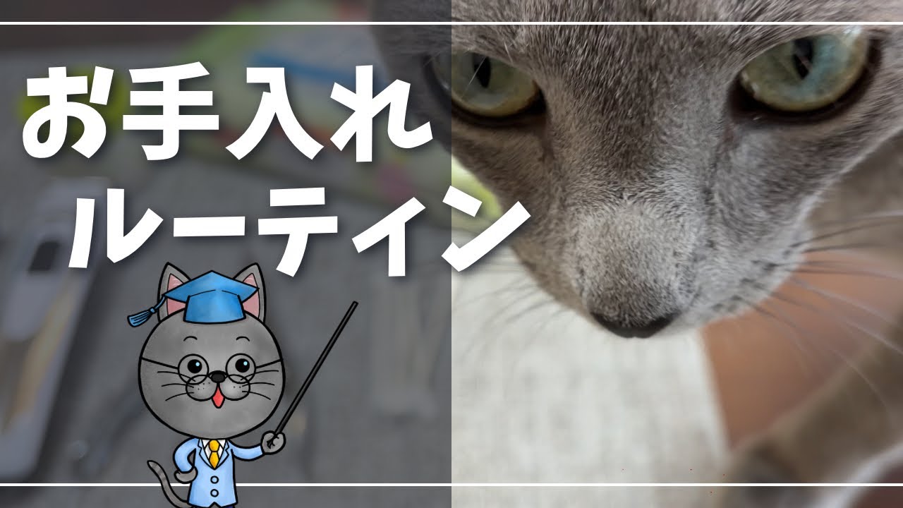 爪切り、耳掃除、肉球ケアまでご機嫌で全部させてくれる猫【ロシアンブルー】