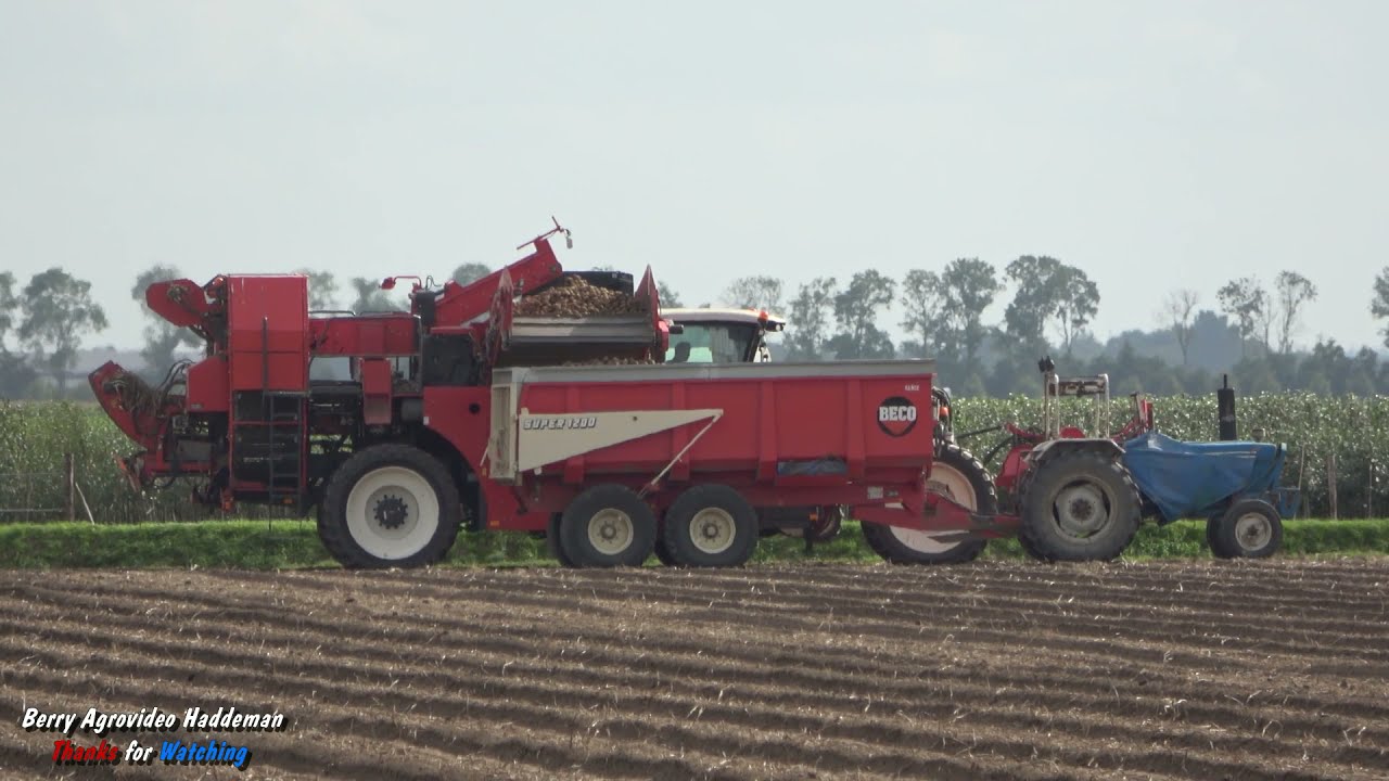 Potato harvest 2021 - Dewulf RA3060 - Ford / Deutz-Farh + Beco | Aardappelsoogst | Flevoland (NL)