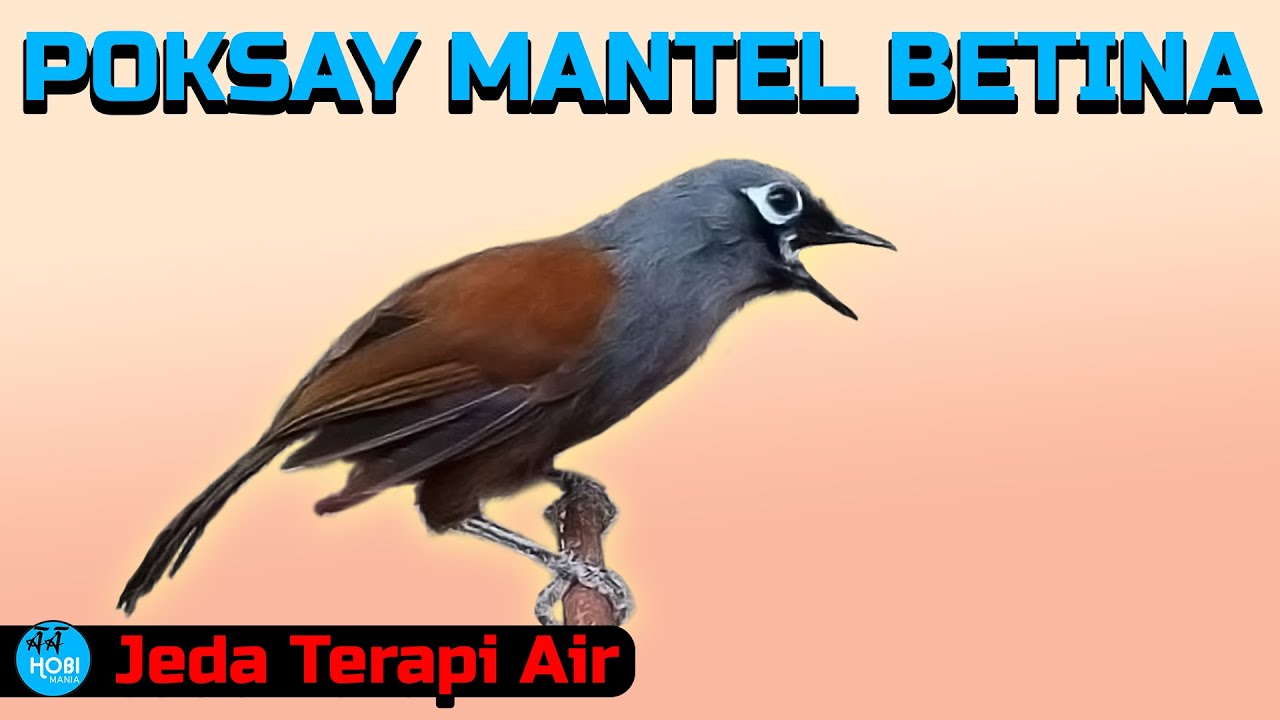 Master Poksay Mantel Betina | Jeda Terapi Air